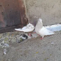 کبوتر گرفتنی زوربونی|پرنده|فسا, |دیوار