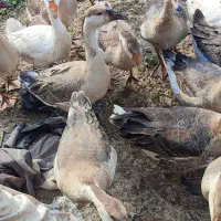 قو غاز|حیوانات مزرعه|پارس‌آباد, |دیوار