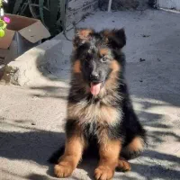 ژرمن شپرد شولاین کیفیت فول