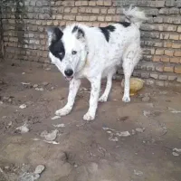 واگذار سگ گوسفندی