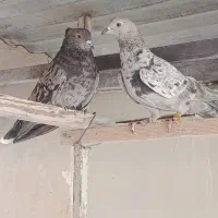 کبوتر پرشی تهرون|پرنده|ری, ظهیرآباد|دیوار