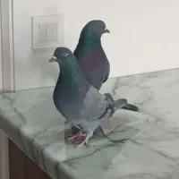 کبوتر  پرشی