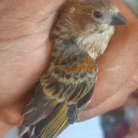 سهره  گلبسر|پرنده|سیرجان, |دیوار