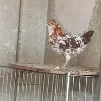 تخم نطفه دار گلین|حیوانات مزرعه|اصفهان, بهارستان (مخابرات)|دیوار