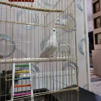 عروس هلندی آلبینو