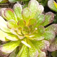 .حراجی۸۰گل|حراج|بروجرد, |دیوار