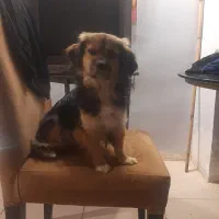 سگ پاکوتاه شیرده پیدا شده