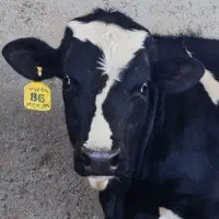 کارگر برای گاوداری صنعتی