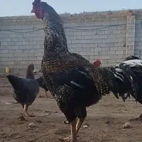 خروس چاق سنگین