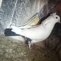 نر دم سیاه کت برف|پرنده|نجف‌آباد, جلال آباد|دیوار