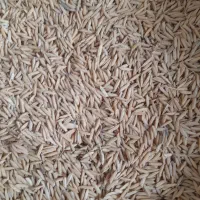 شالی ندا|عمده‌فروشی|گرگان, |دیوار