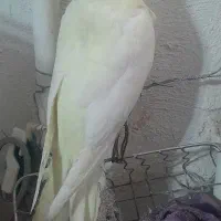 عروس هلندی بالغ|پرنده|بوئین زهرا, |دیوار