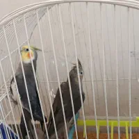 عروس هلندی|پرنده|مرند, |دیوار