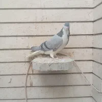 دم چتری ودمگیر|پرنده|اصفهان, ارغوانیه|دیوار