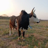 ورزاکوله منده چالوسی عروسک الماس260تایی گاونر|حیوانات مزرعه|رشت, شهرک شهید رجایی|دیوار