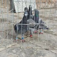 گردنبند کبوتر|بدلیجات|فردوس (خراسان), |دیوار