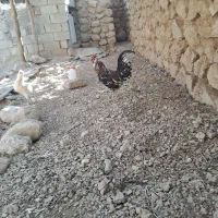 خروس گلین جوان