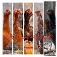 تخم مرغ نطفه دار لاری اوشامو افغان|حیوانات مزرعه|چناران, |دیوار