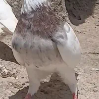 طوقی بی کاکل