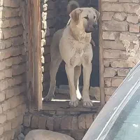 سگ سراب