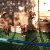 گوسفند دوقلوها با دو بره ماده وگوسفندابستن|حیوانات مزرعه|شیرگاه, |دیوار