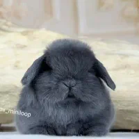 خرگوش های لوپی لوپی تربیت شده