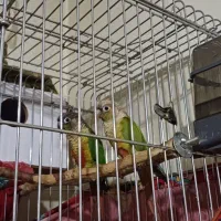 طوطی گرینچیک مولد