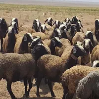 گسفندجهت نگه داشتن|حیوانات مزرعه|اردکان, |دیوار