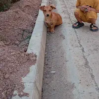 سگ پاکوتاه نر