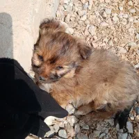 سلام این سه عدد سگ دزدیده شده|سگ|یزد, |دیوار