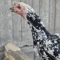 طاقچه مرغ افغان