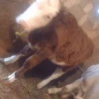 گوساله خوب از مادر خوب سیمینتال درجه یک