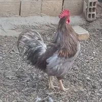 خروس