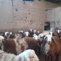 بره نر پلنگی جفتی ۲۶|حیوانات مزرعه|ازنا, |دیوار