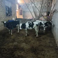 گوساله نر قطع شیر