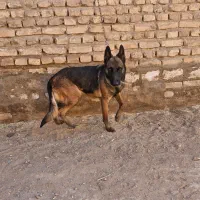 مالینیوز ماده معاوضه|سگ|یزد, |دیوار