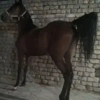 مادیون29ماهه نوه کامران