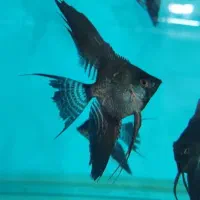 ماهی آنجل کوی ماربل و چهل گیس|ماهی|مشهد, گوهرشاد|دیوار