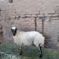 یک عدد میش چاق برای قرمه بایک عدد بز