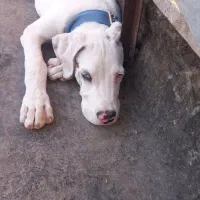 سگ  نگهبان