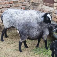 قوچ و میش رومانف