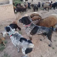 سگ گله|سگ|داران, |دیوار