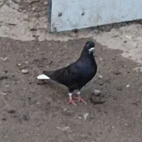 کبوتر