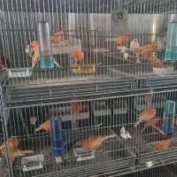 قناری مجموعه خانگی