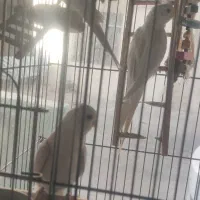 عروس هلندی آلبینو خالص|پرنده|کرج, حسینآباد|دیوار