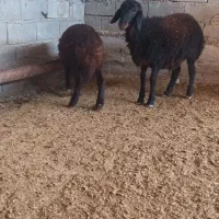 قوچ قره قزل افشاری و چندتابره قوچ همو چند قلوزا|حیوانات مزرعه|شیروان (خراسان), |دیوار