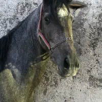 دوعدداسب نریون دره شور و کرد|اسب و تجهیزات اسب‌سواری|قم, جمکران|دیوار