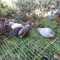 بلدرچین مینیاتوری