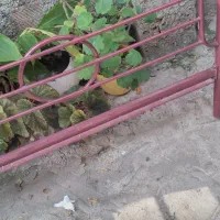 تخت بچه نو|تخت و صندلی بچه|ساری, |دیوار