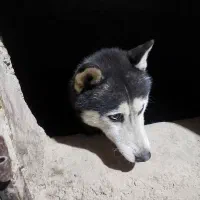 سگ هاسکی 8 ماهه زرنگ